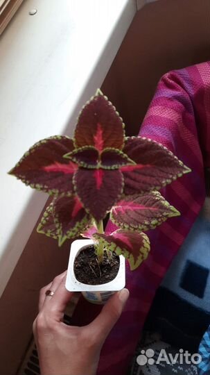 Колеус крапивка домашняя