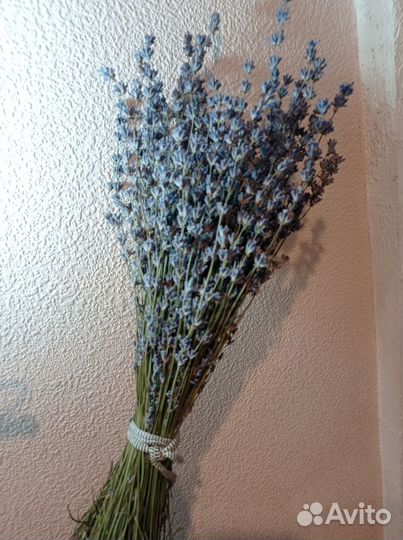 Лаванда букет сухоцвет