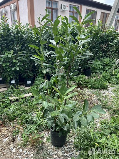 Лавровишня