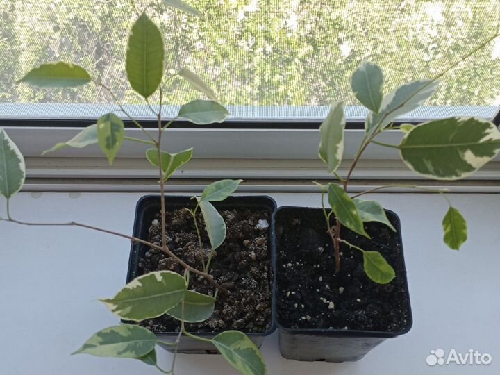 Фикус бенджамина пестролистный