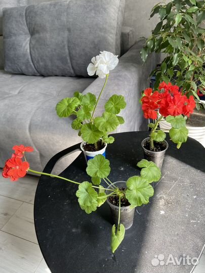 Пеларгония (герань)