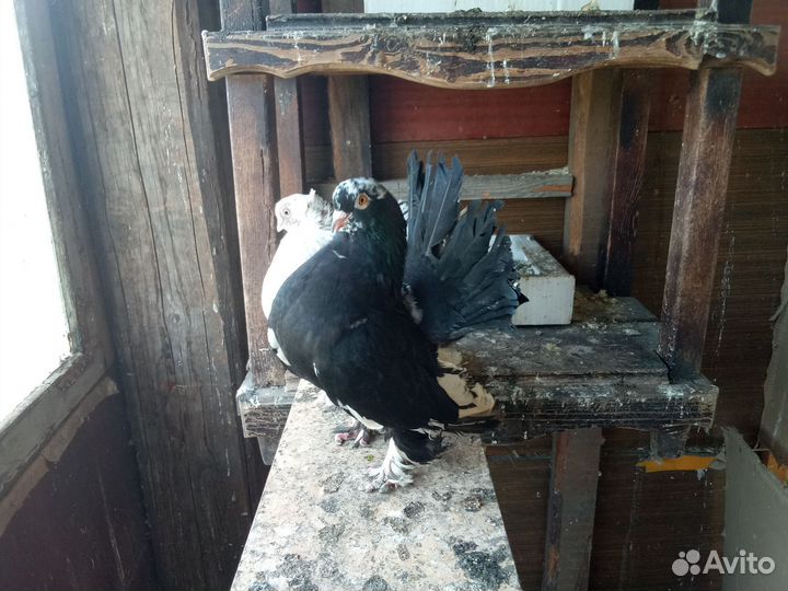 Голуби статные