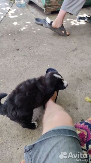 Щенок в добрые руки бесплатно маленькой породы