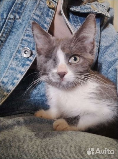 Котенок Дымка