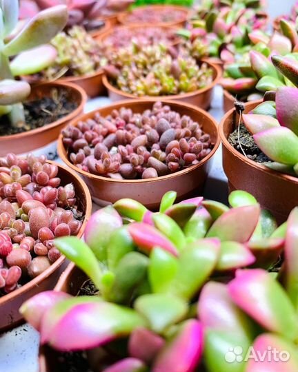 Продаю суккуленты