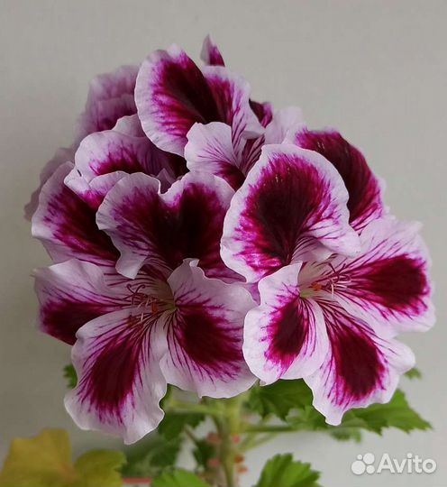 Пеларгонии (разные виды), Кислица