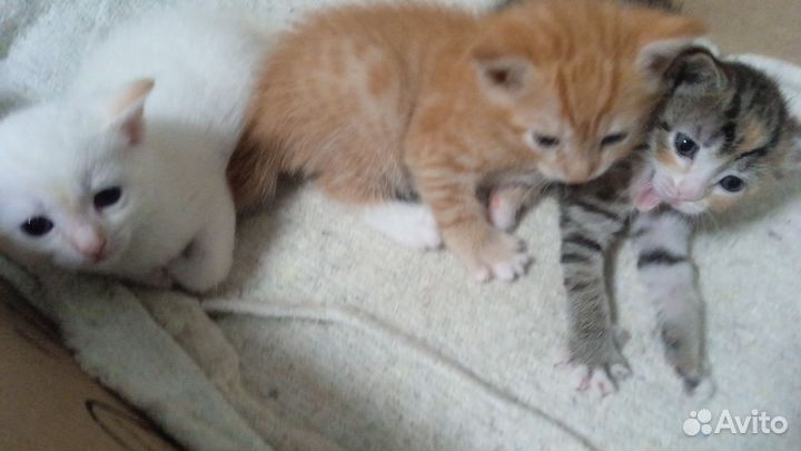 Рыжий котик