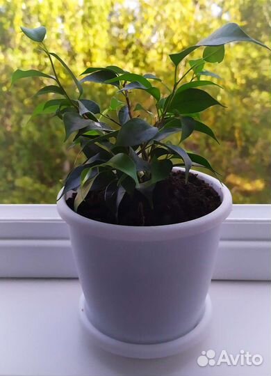 Фикус кинки