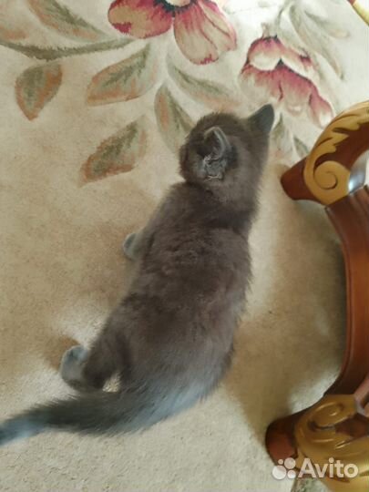 Помесь с британцем