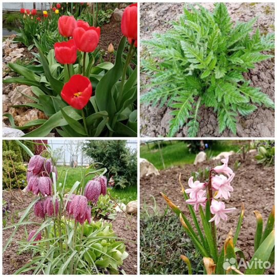 Садовые цветы,растения для дачи