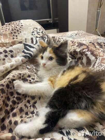 Трехцветный котенок девочка