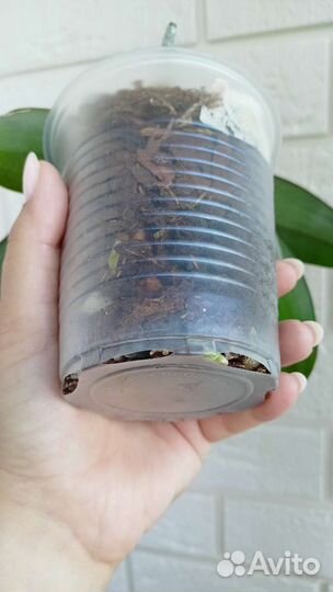 Орхидея бабочка Good Idea, Желтая восковая