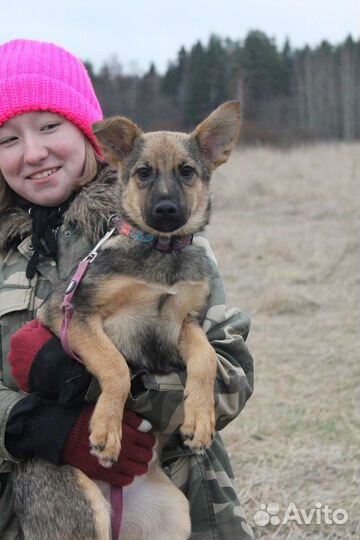 Собака в добрые руки отдам бесплатно
