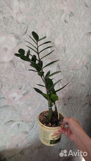 Замиокулькас