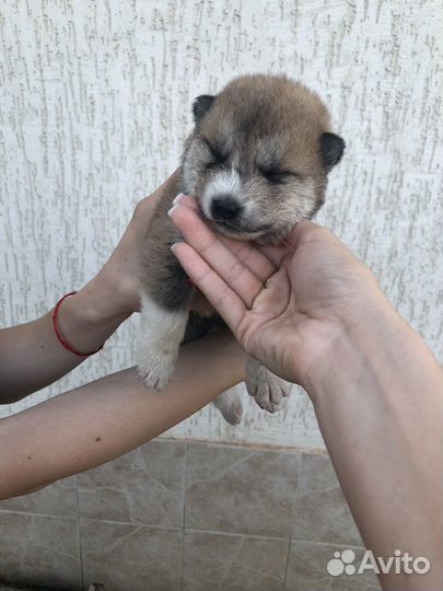 Собака акита ину