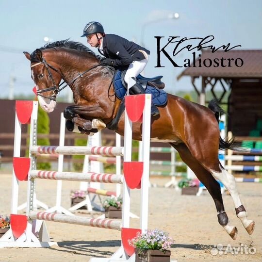 Молодой мерин, готовится к 120-130 см