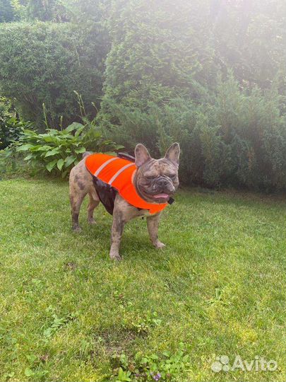 Французский бульдог голубой вязка