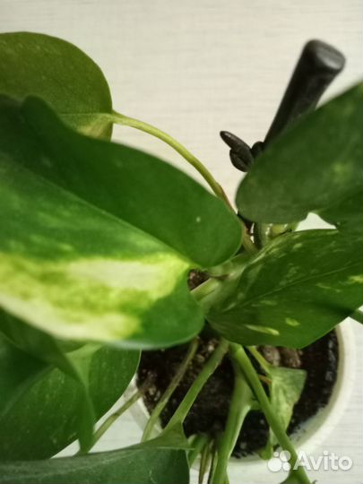 Филодендрон, эпипремнум