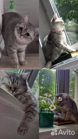 Британская кошка в дар