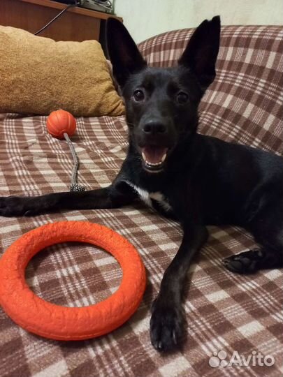 Выгул, зооняня, уход, присмотр