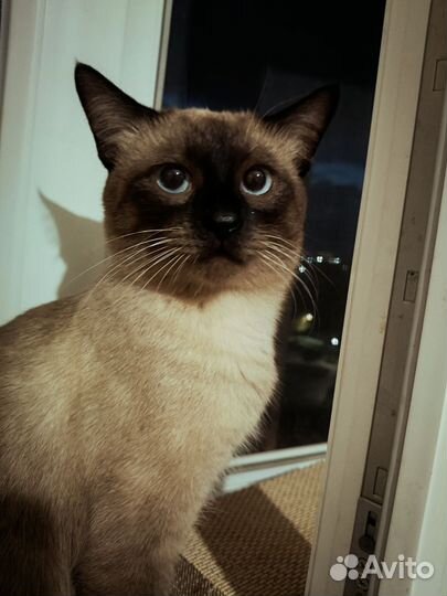 Тайский кот вязка