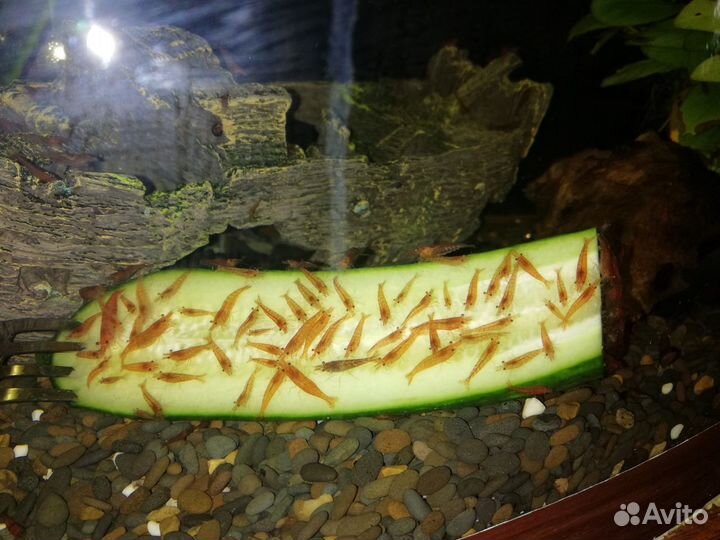 Креветки вишня