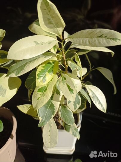 Фикус Микрокарта Альбомаргината