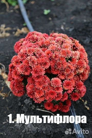 Хризантемы мультифлора, корейская