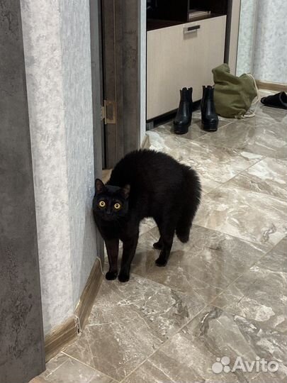 Кошка в дар бесплатно