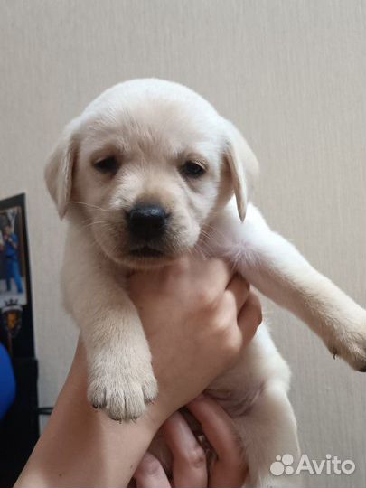 Щенки лабрадора