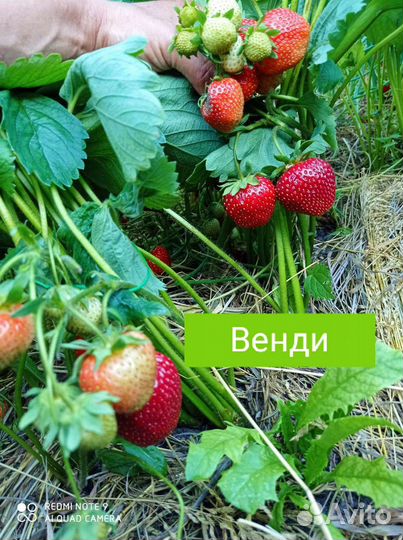 Цветы, клубника, малина, смородина