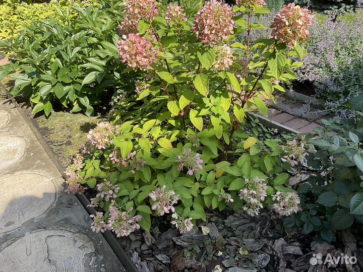 Гортензия метельчатая вимс ред