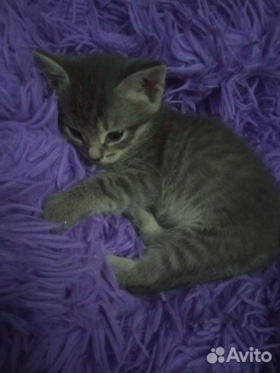 Котенок в дар бесплатно