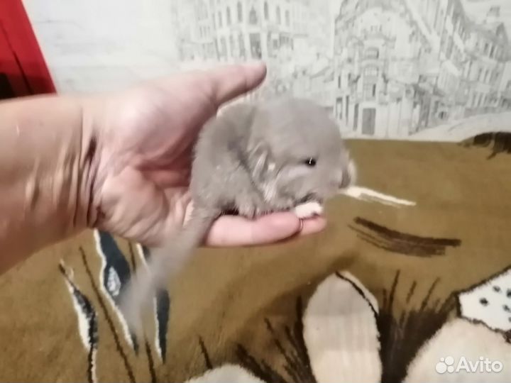 Шиншилленок гомобежевый
