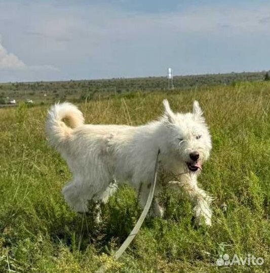 Собака в добрые руки стерилизуем