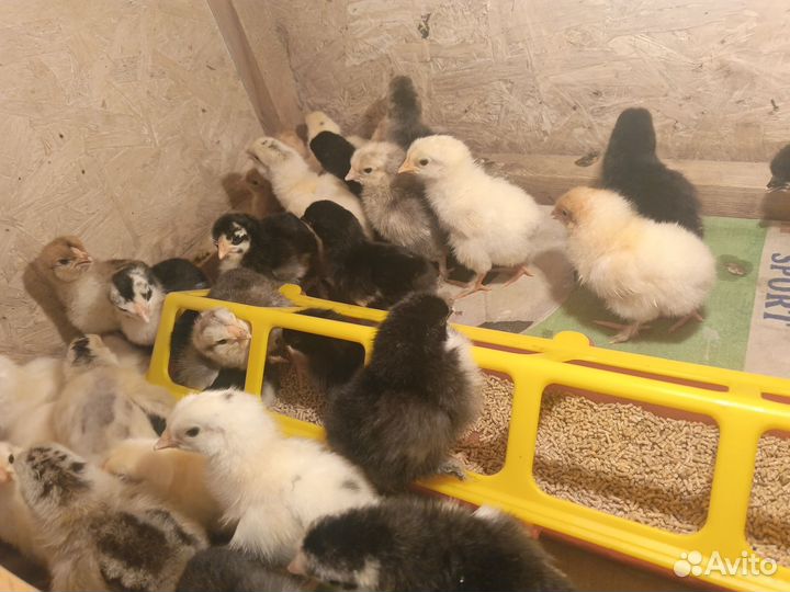 Цыплята от домашних кур несушек