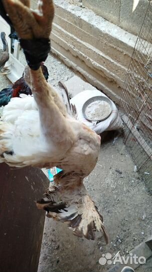 Бойцовая кура