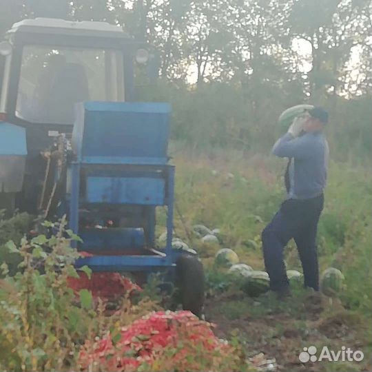 Семена арбуза, атаман, барака, Каристан, Продюссер