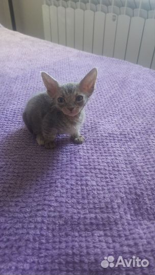 Донской сфинкс котята