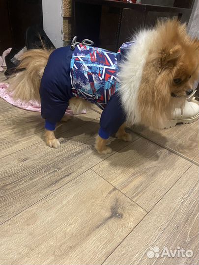 Комбез зиний для собак пелуиз пород