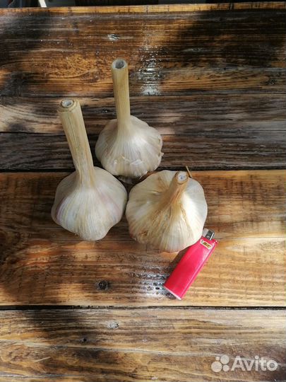 Чеснок-лук рокамболь