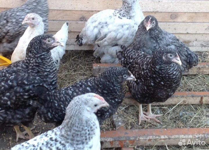 Куры молодки