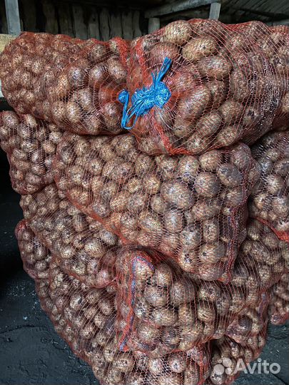 Картофель крупный