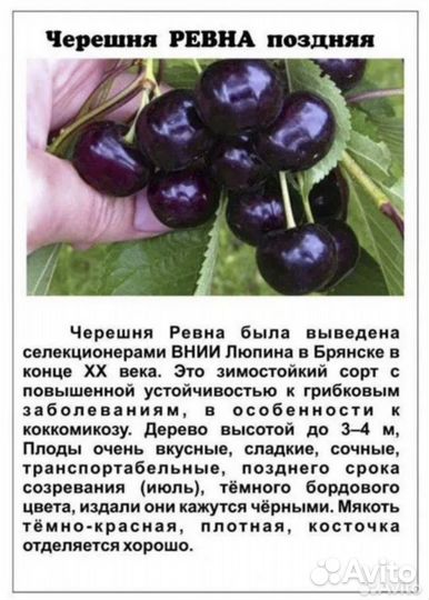 Черешня саженцы
