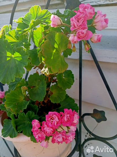Цветы для сада и дома
