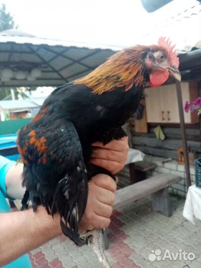 Молодые петушки