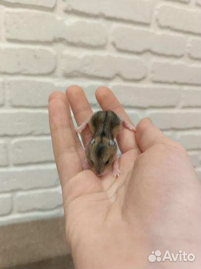 Джунгарский хомяк