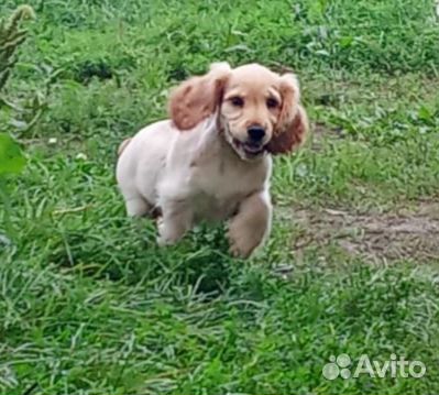 Щенки кокер спаниеля