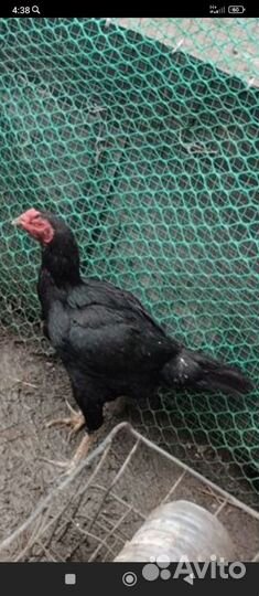 Куры бойцовые