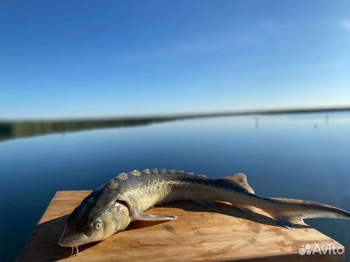 Живая рыба, чёрная икра